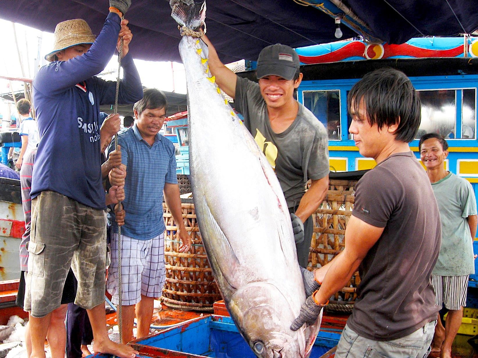 cá ngừ đại dương ảnh 1 ca ngu dai duong anh 1
