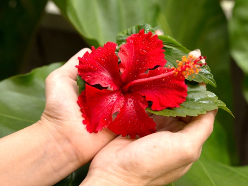 Nuoc Dong Nam A nao chon dam but do lam quoc hoa? hinh anh