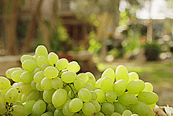 Pisco - thuc uong tru danh tu nho trong tren sa mac o Peru hinh anh