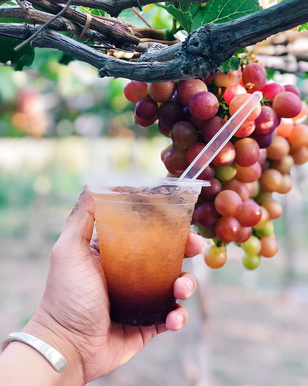 nho ninh thuận ảnh 2 nho ninh thuan anh 2