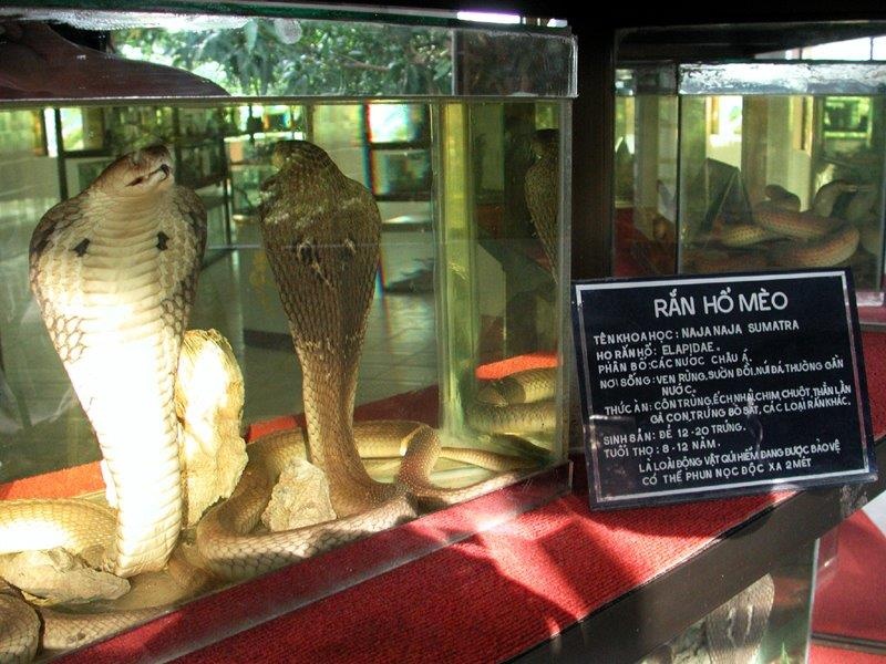 bảo tàng rắn đầu tiên ở việt nam ảnh 1 bao tang ran dau tien o viet nam anh 1