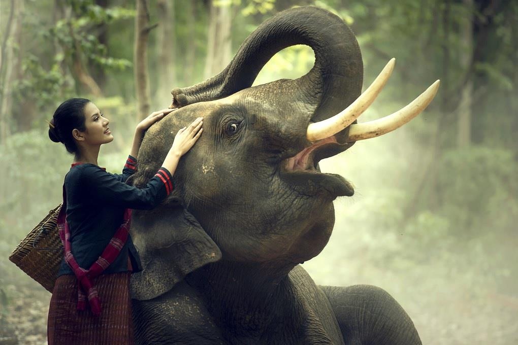 Vi sao goi Lao la 'dat nuoc trieu voi'? hinh anh