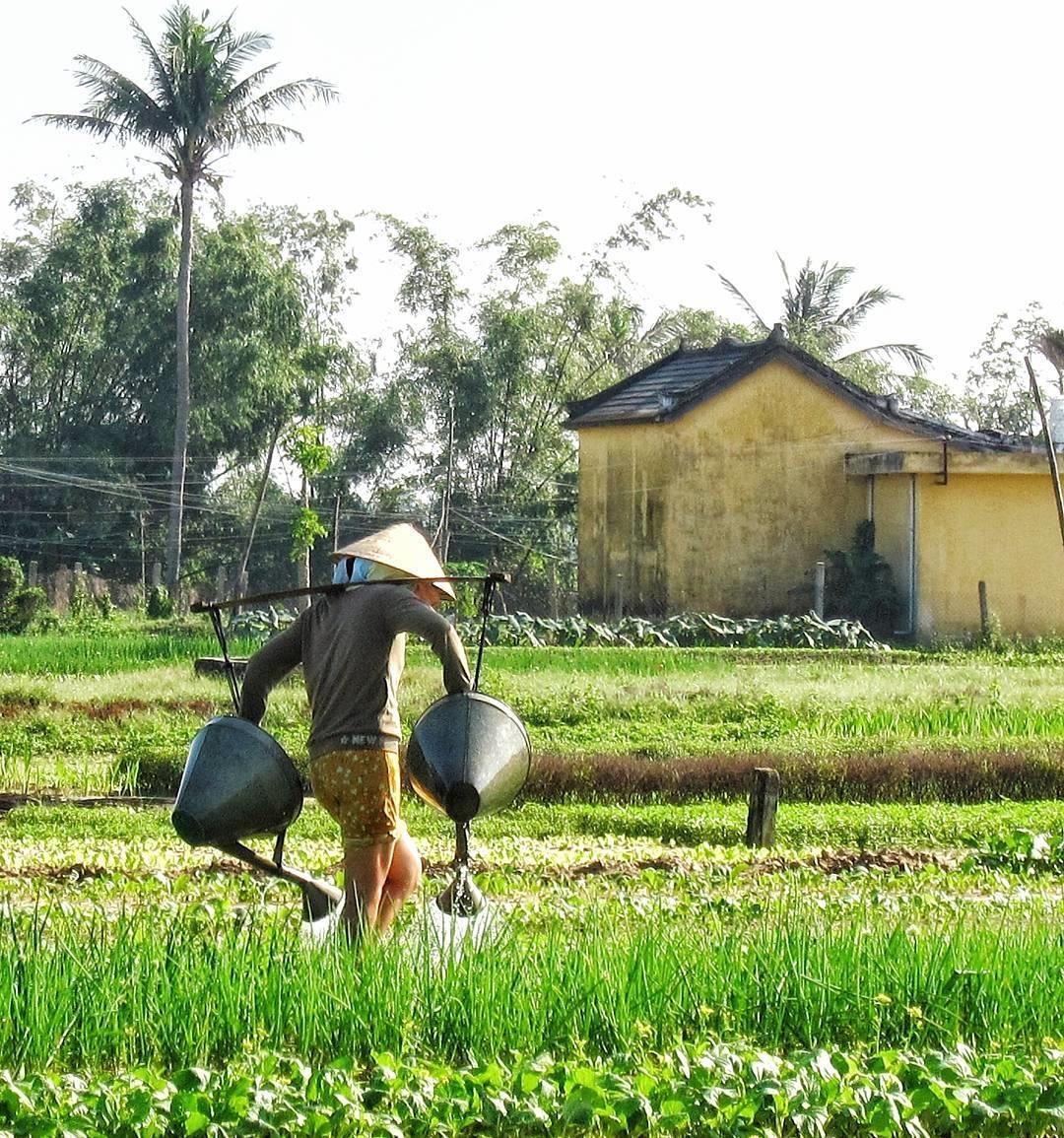 bánh xoài hội an khác bánh xoài nha trang thế nào ảnh 7 banh xoai hoi an khac banh xoai nha trang the nao anh 7