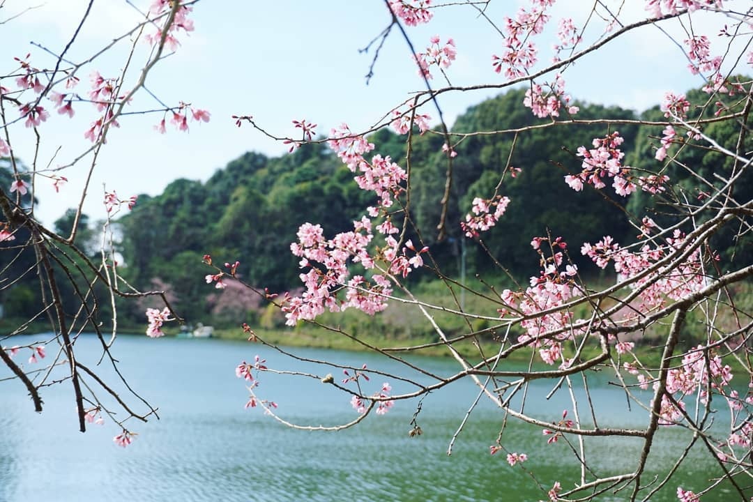 nhà thờ gỗ kon tum ảnh 4 nha tho go kon tum anh 4