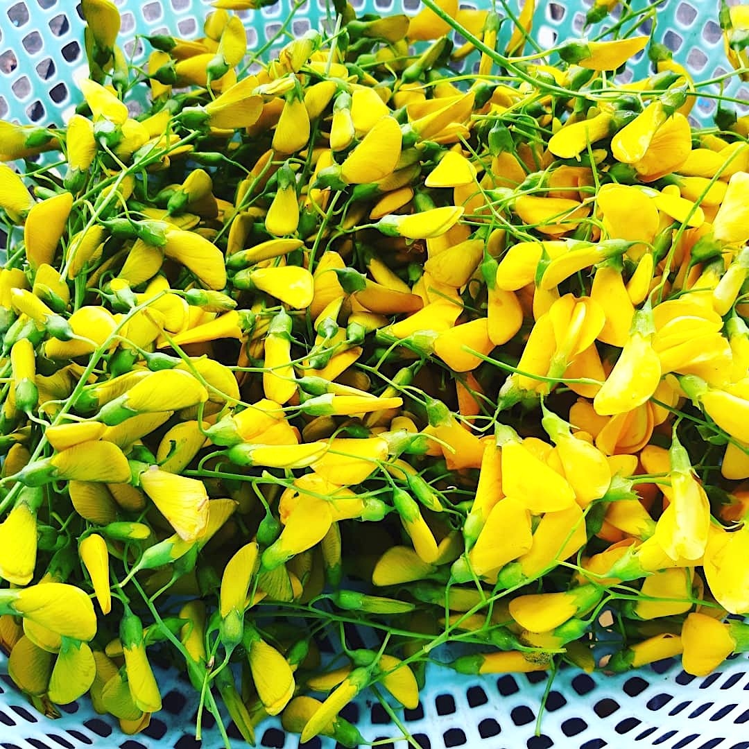 cá linh bông điên điển ảnh 5 ca linh bong dien dien anh 5