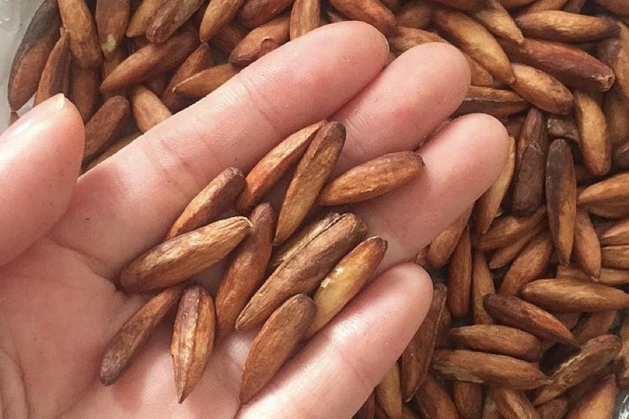 Mut hat bang la dac san cua huyen dao nao? hinh anh