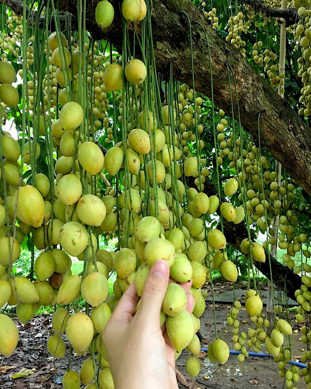 ốc nướng tiêu cần thơ ảnh 5 oc nuong tieu can tho anh 5