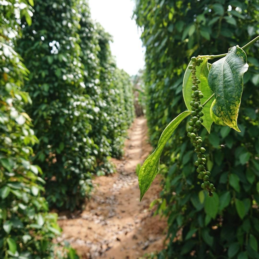 lang chai ham ninh phu quoc anh 6