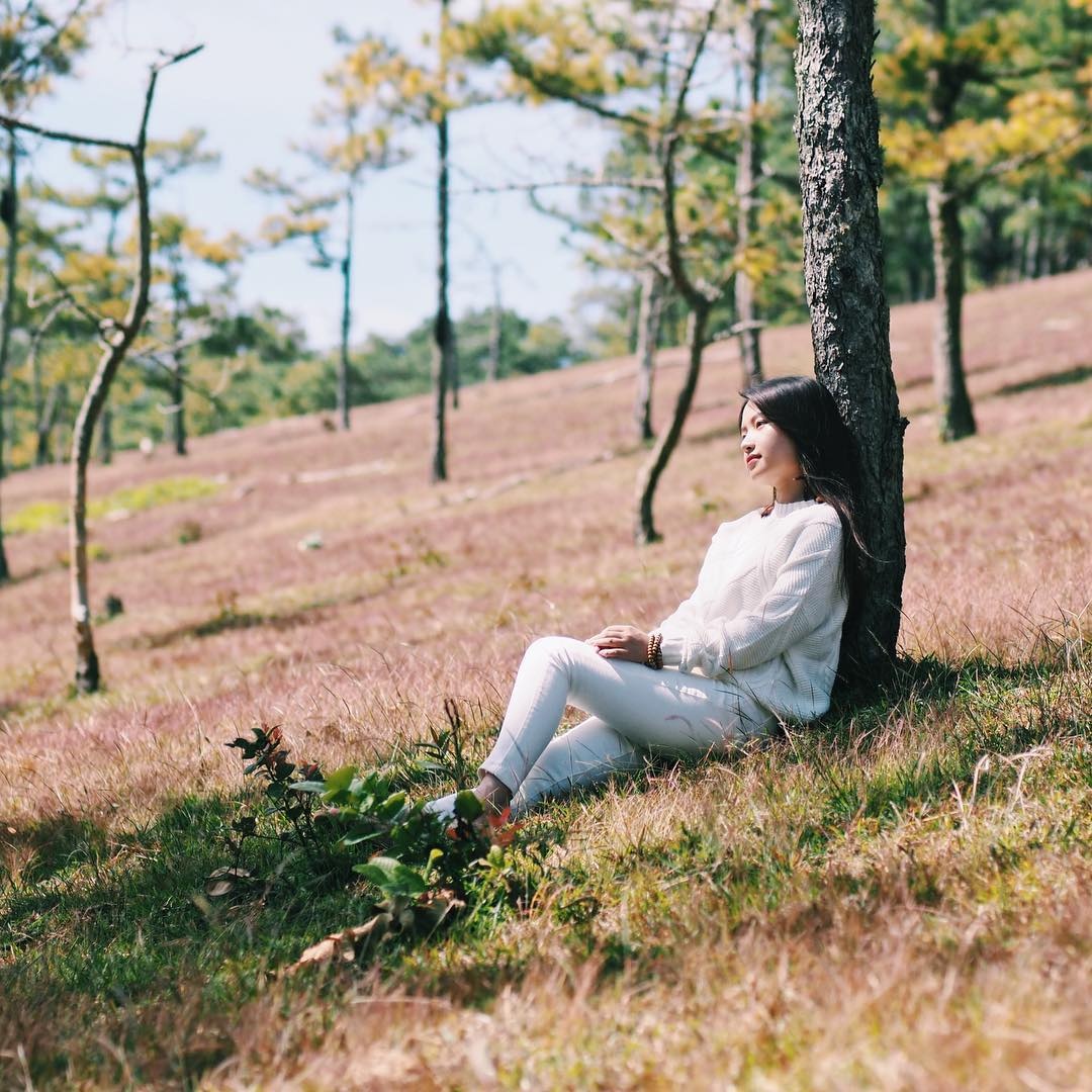 cỏ hồng đà lạt ảnh 2 co hong da lat anh 2