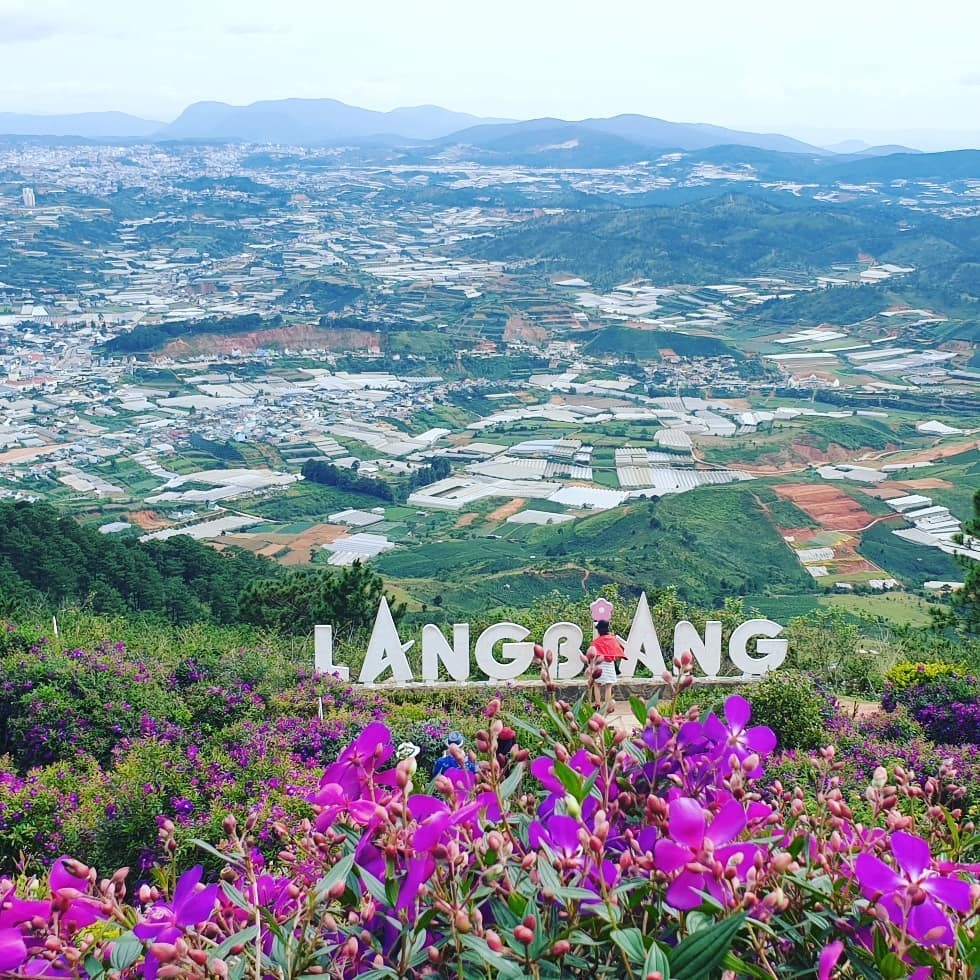 cỏ hồng đà lạt ảnh 5 co hong da lat anh 5