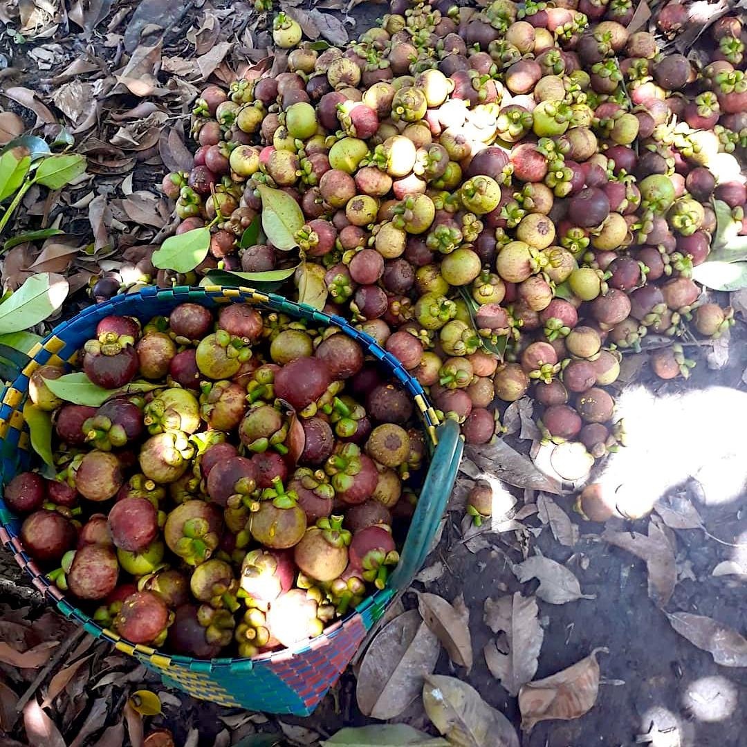 gỏi măng cụt bình dương ảnh 3 goi mang cut binh duong anh 3