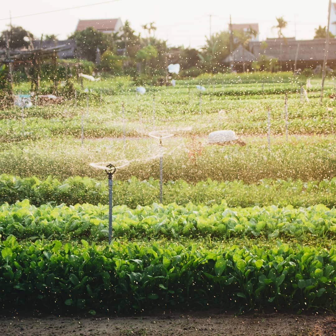 an gi o hoi an anh 3