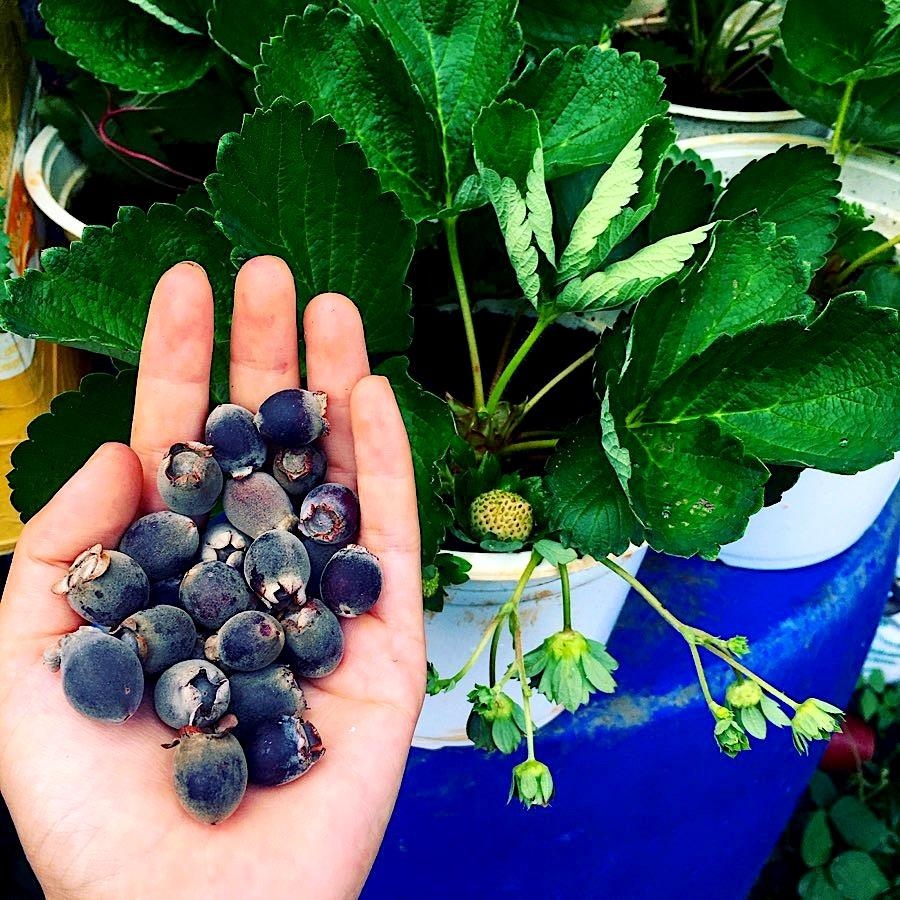 bánh tráng cá cơm ảnh 4 banh trang ca com anh 4