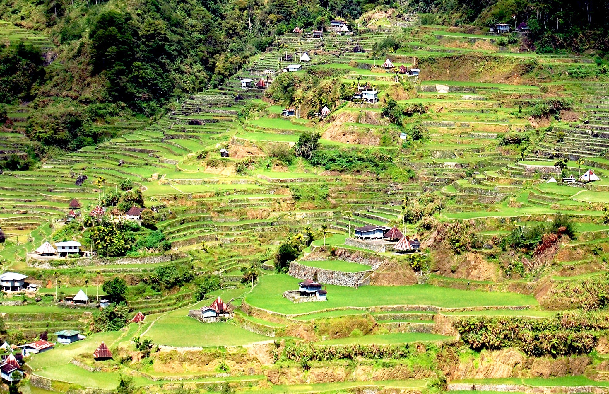 ruộng bậc thang philippines ảnh 5 ruong bac thang philippines anh 5