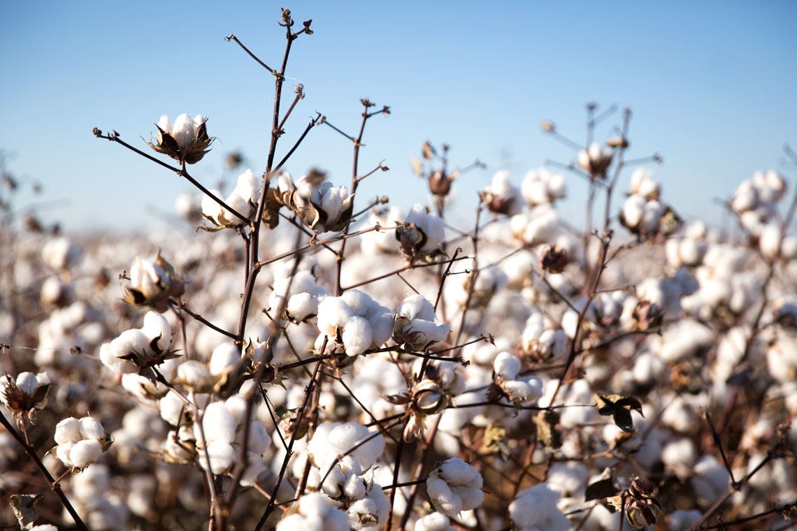 Ly do bong vai la bieu tuong cua que huong HLV Park Hang-seo hinh anh