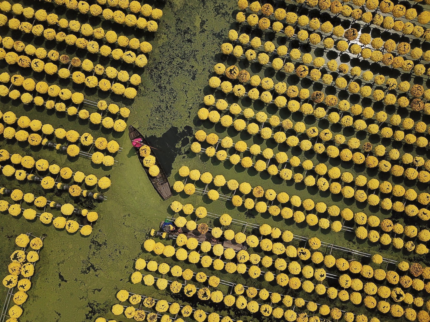 sa dec dong thap anh 2