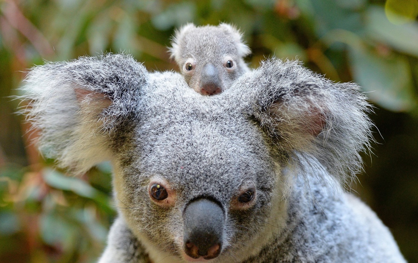 7 dieu dang chu y ve gau Koala cua Australia hinh anh