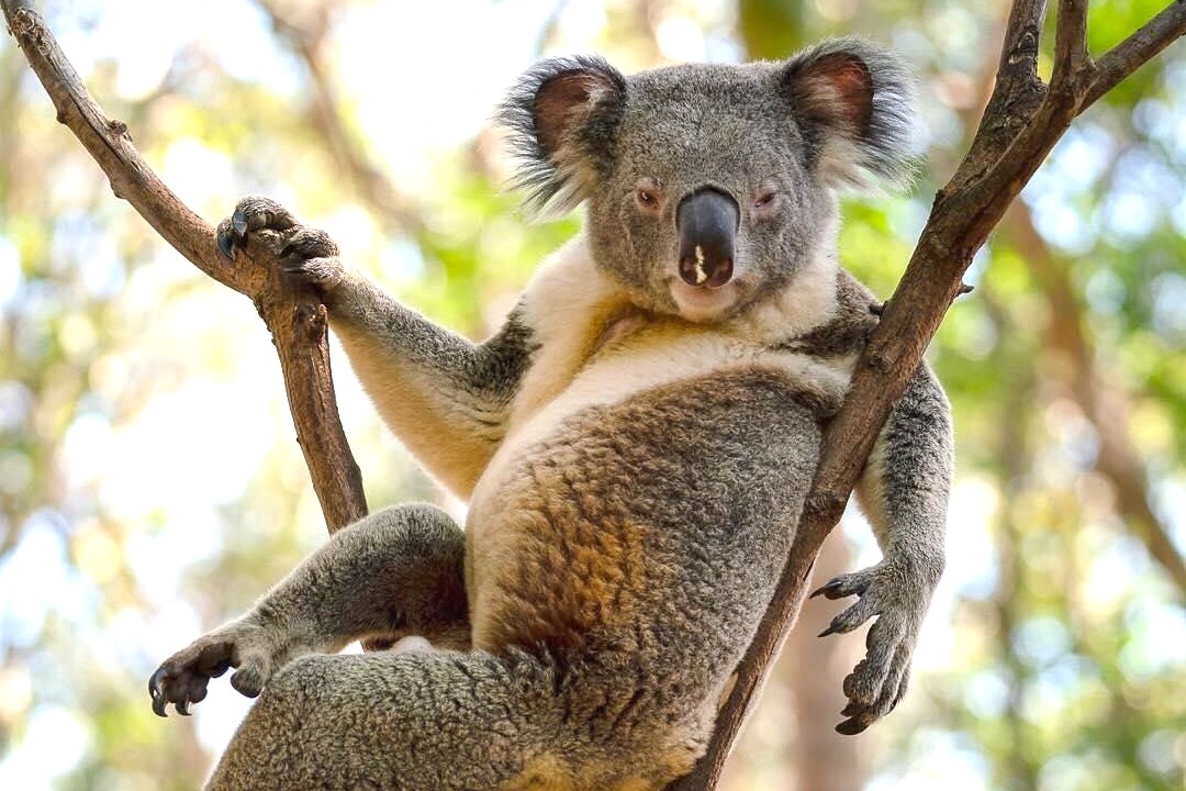 Koala va nhung dong vat ban dia noi tieng cua Australia hinh anh