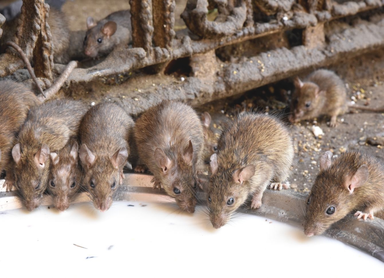 den chuot o an do anh 2