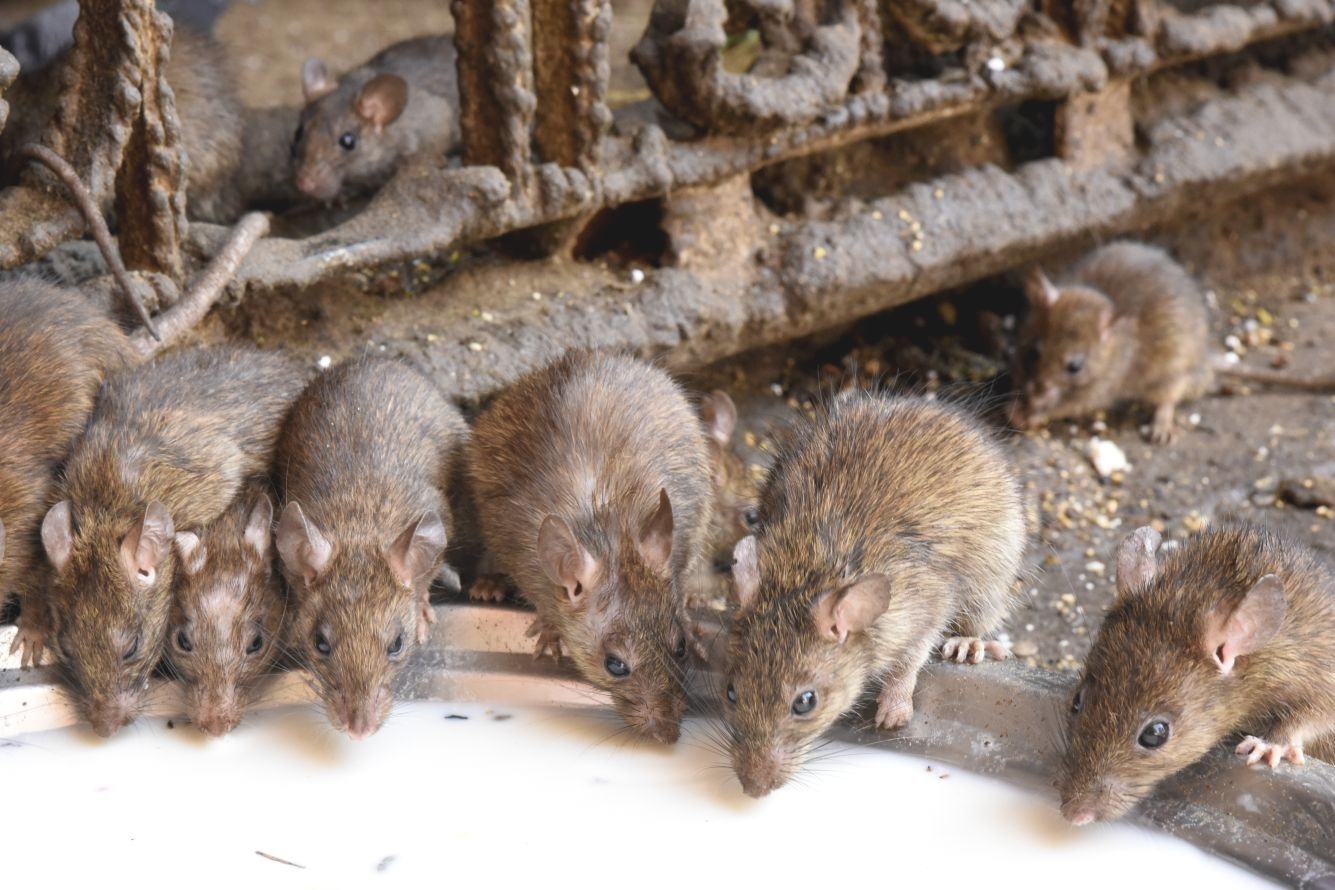 Den An Do cho hon 20.000 con chuot song tu do hinh anh