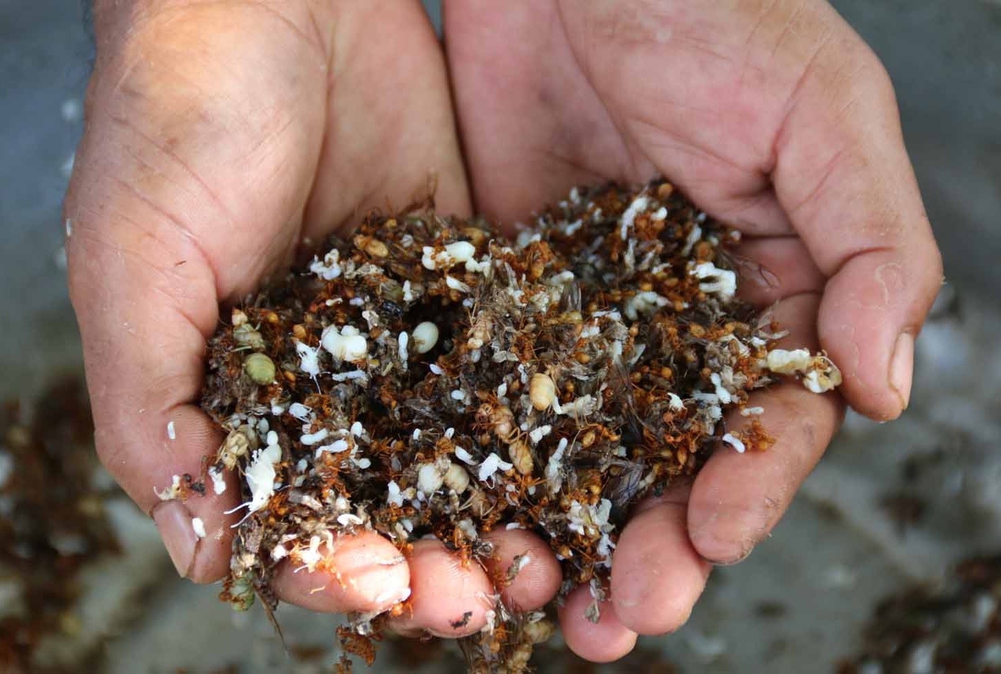 muoi cham ngon anh 1