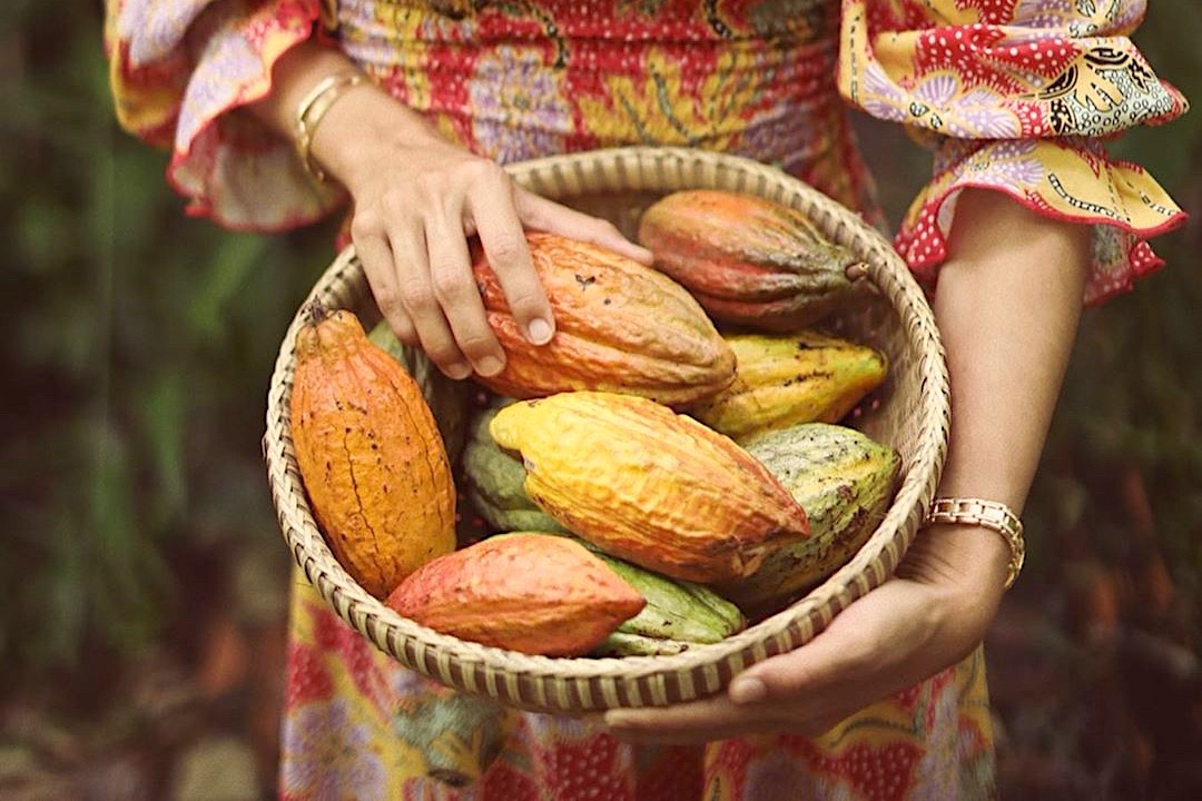 Tham vuon cacao va loat trai nghiem hut khach o Can Tho hinh anh