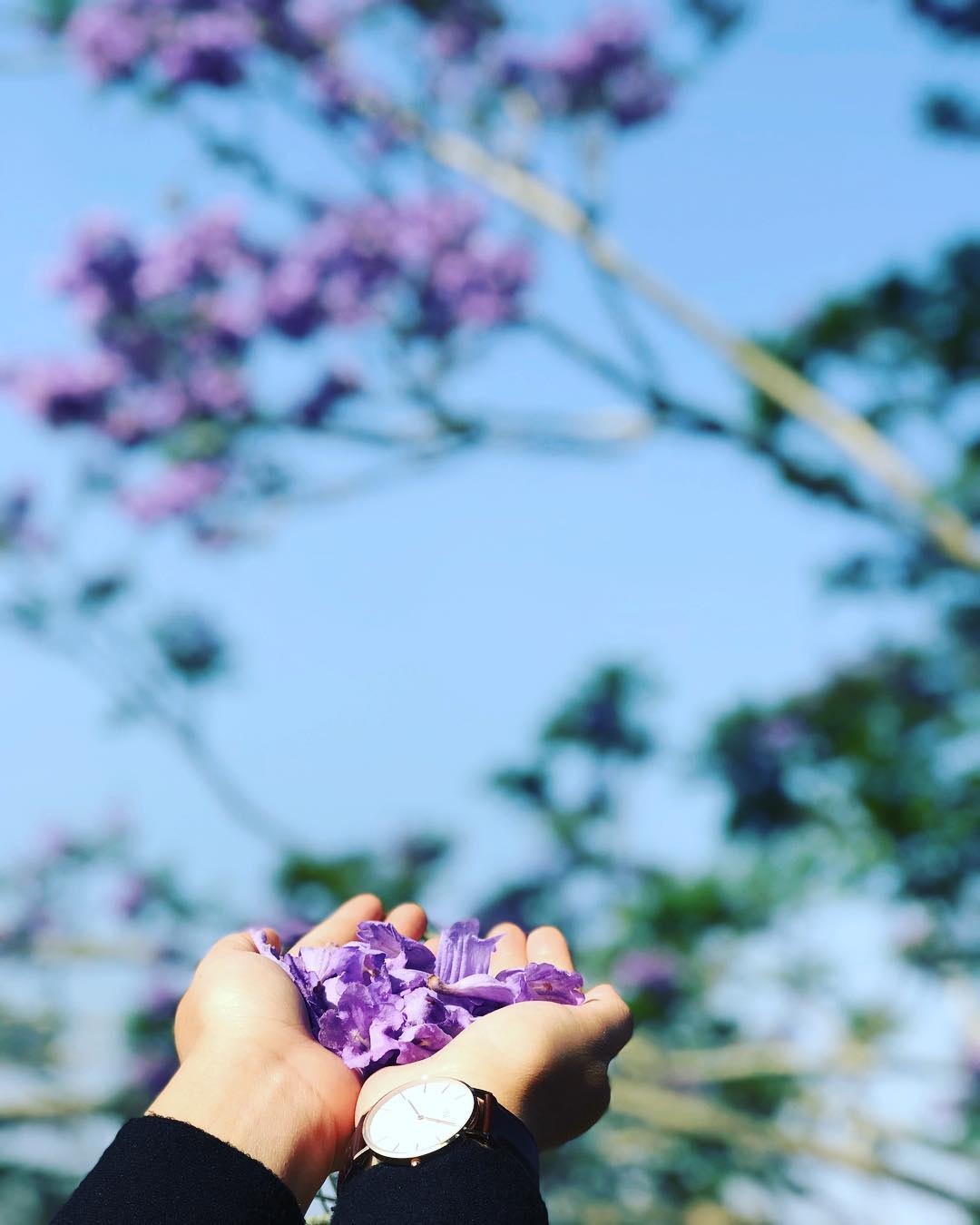 phuong tim da lat anh 2