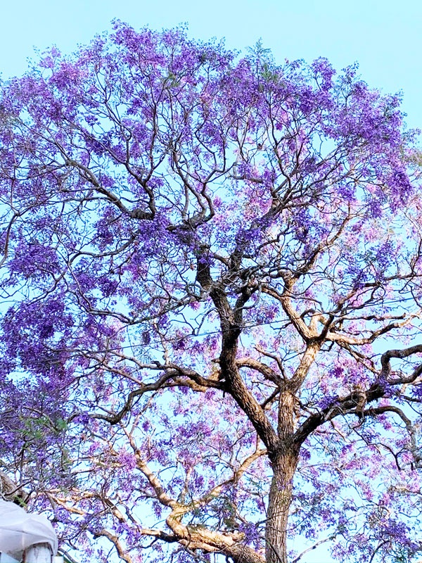 phuong tim da lat anh 4