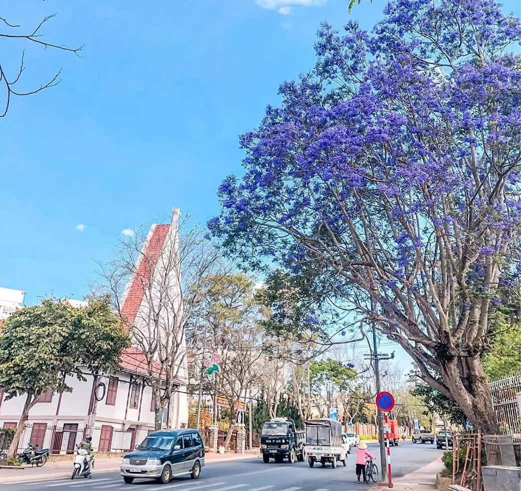 phuong tim da lat anh 1