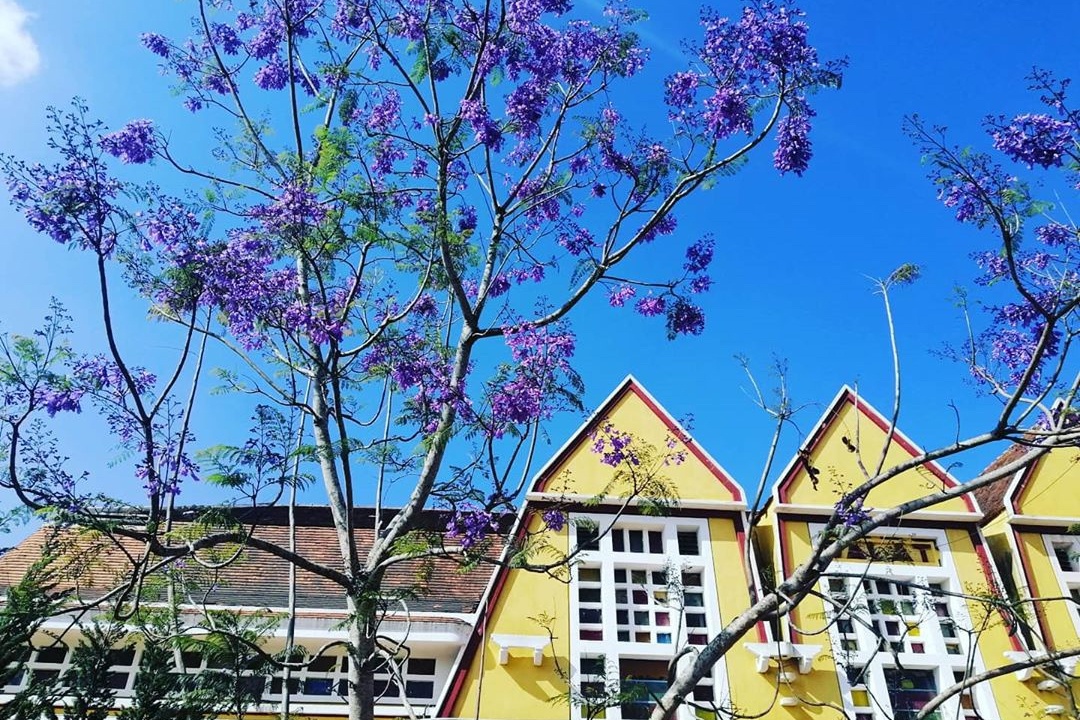 Phuong tim co o Ða Lat tu bao gio? hinh anh