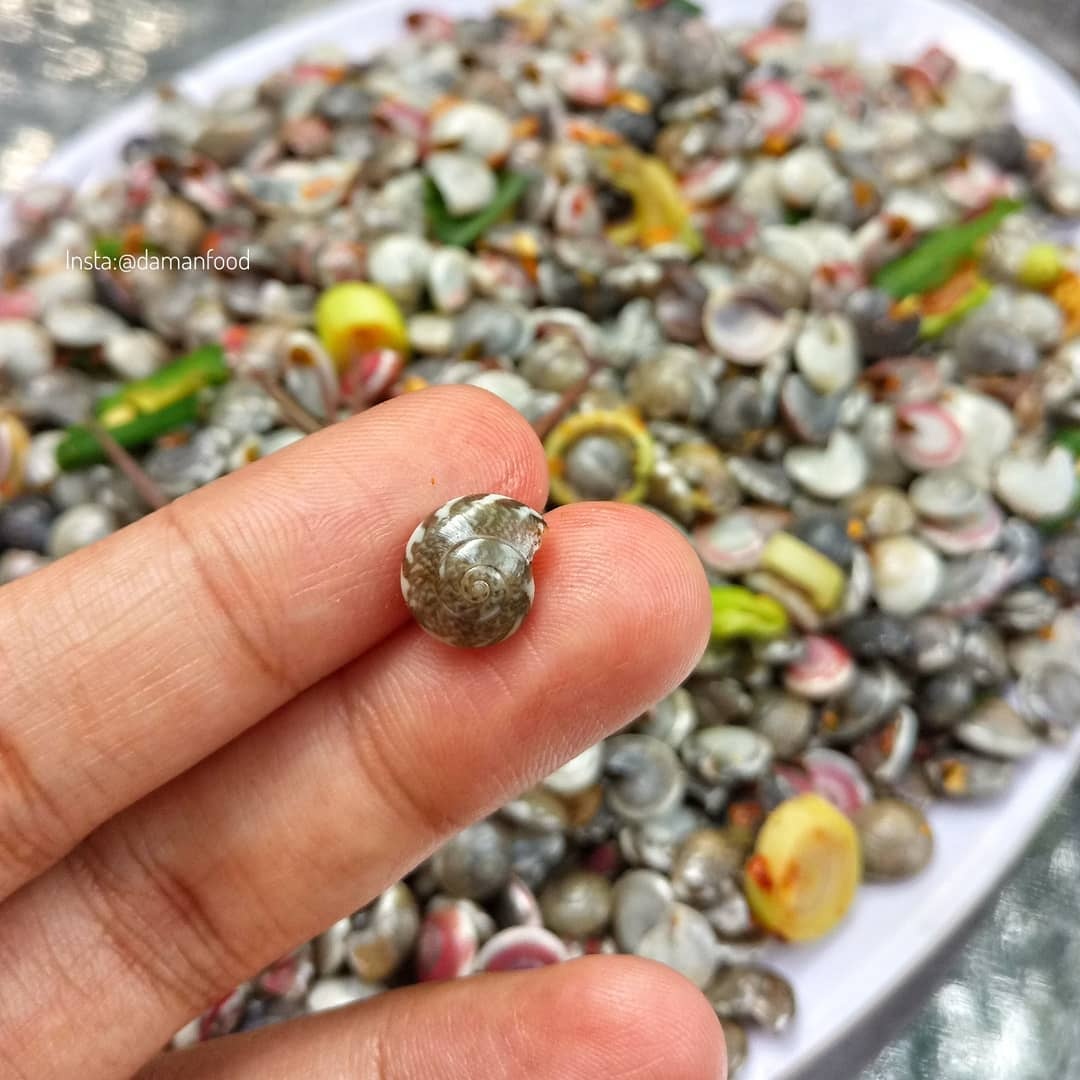 các loại ốc ngon ảnh 6 cac loai oc ngon anh 6