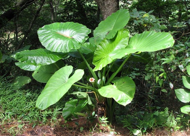 cach phan biet sam bien voi so bien anh 7