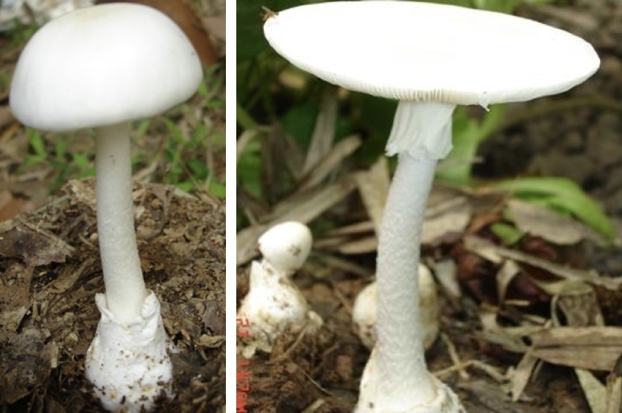 cach phan biet sam bien voi so bien anh 6