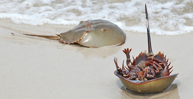 Phan biet sam bien, so bien va loat thuc pham de tranh ngo doc hinh anh