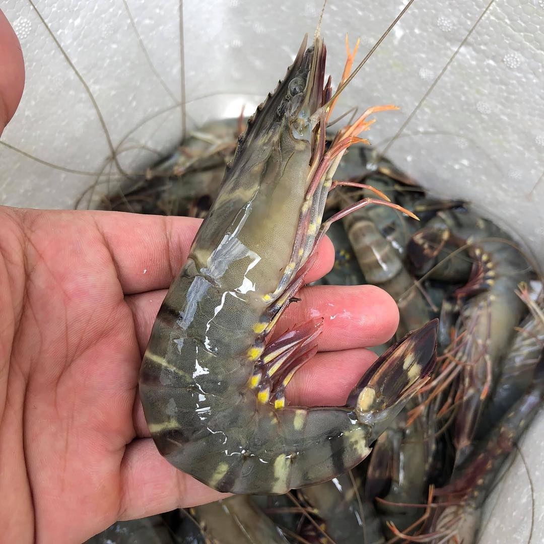 cac loai tom ngon anh 3