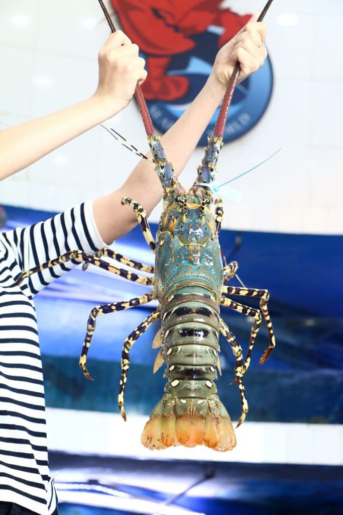 cac loai tom ngon anh 5