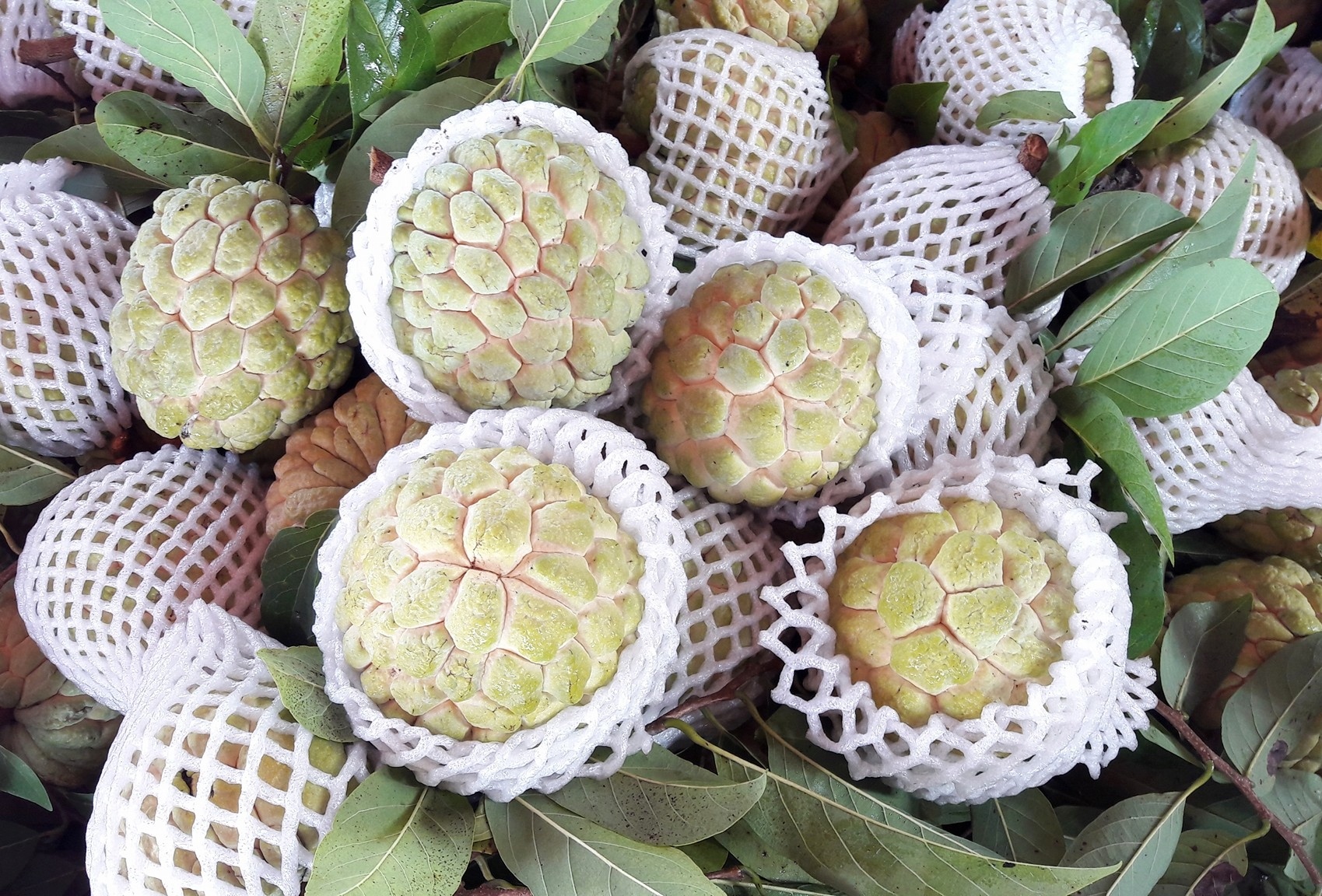 dac san tay ninh anh 6