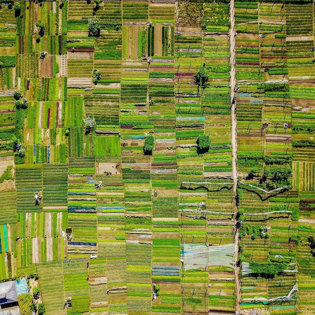 rừng dừa bảy mẫu hội an  ảnh 5 rung dua bay mau hoi an anh 5