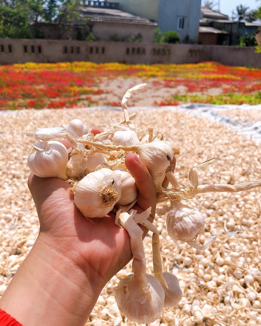 chả cá đỏ củ lý sơn ảnh 4 cha ca do cu ly son anh 4