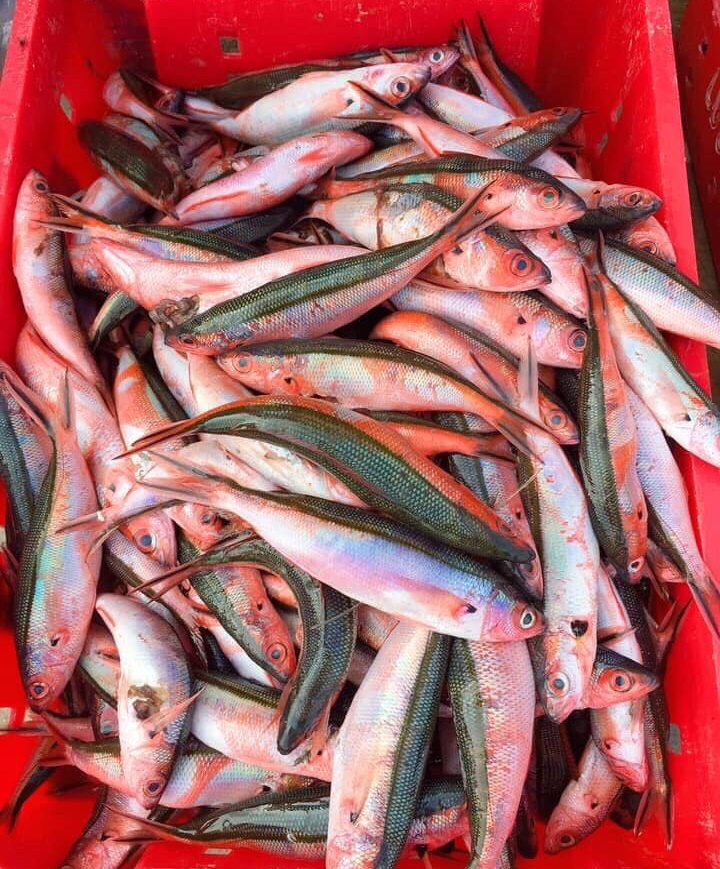 chả cá đỏ củ lý sơn ảnh 2 cha ca do cu ly son anh 2