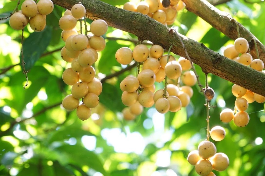 gà um dâu hạ châu ảnh 1 ga um dau ha chau anh 1