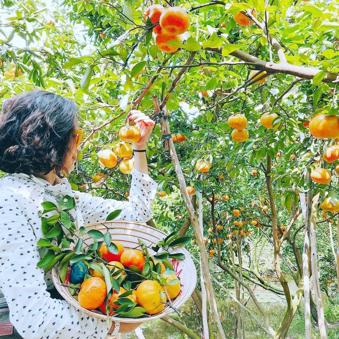 du lịch đồng tháp ảnh 5 du lich dong thap anh 5