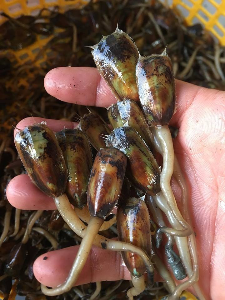 ca xiu ha tien anh 2