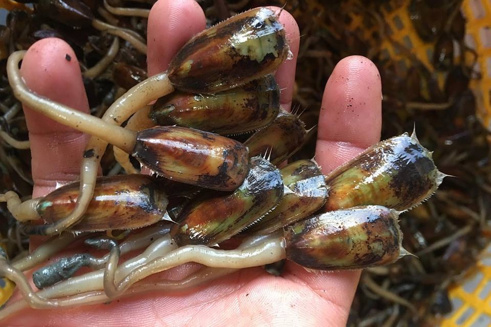 Dac san ca xiu Ha Tien hinh anh