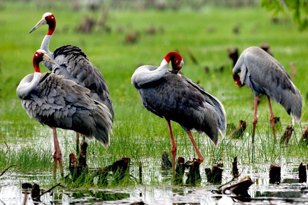 3 loai chim trong logo cac tinh hinh anh