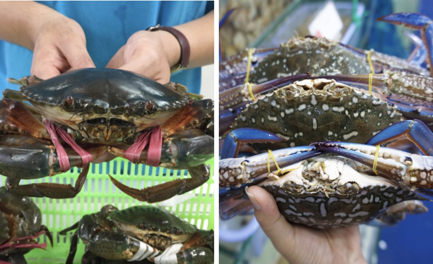 cach phan biet cua va ghe anh 1