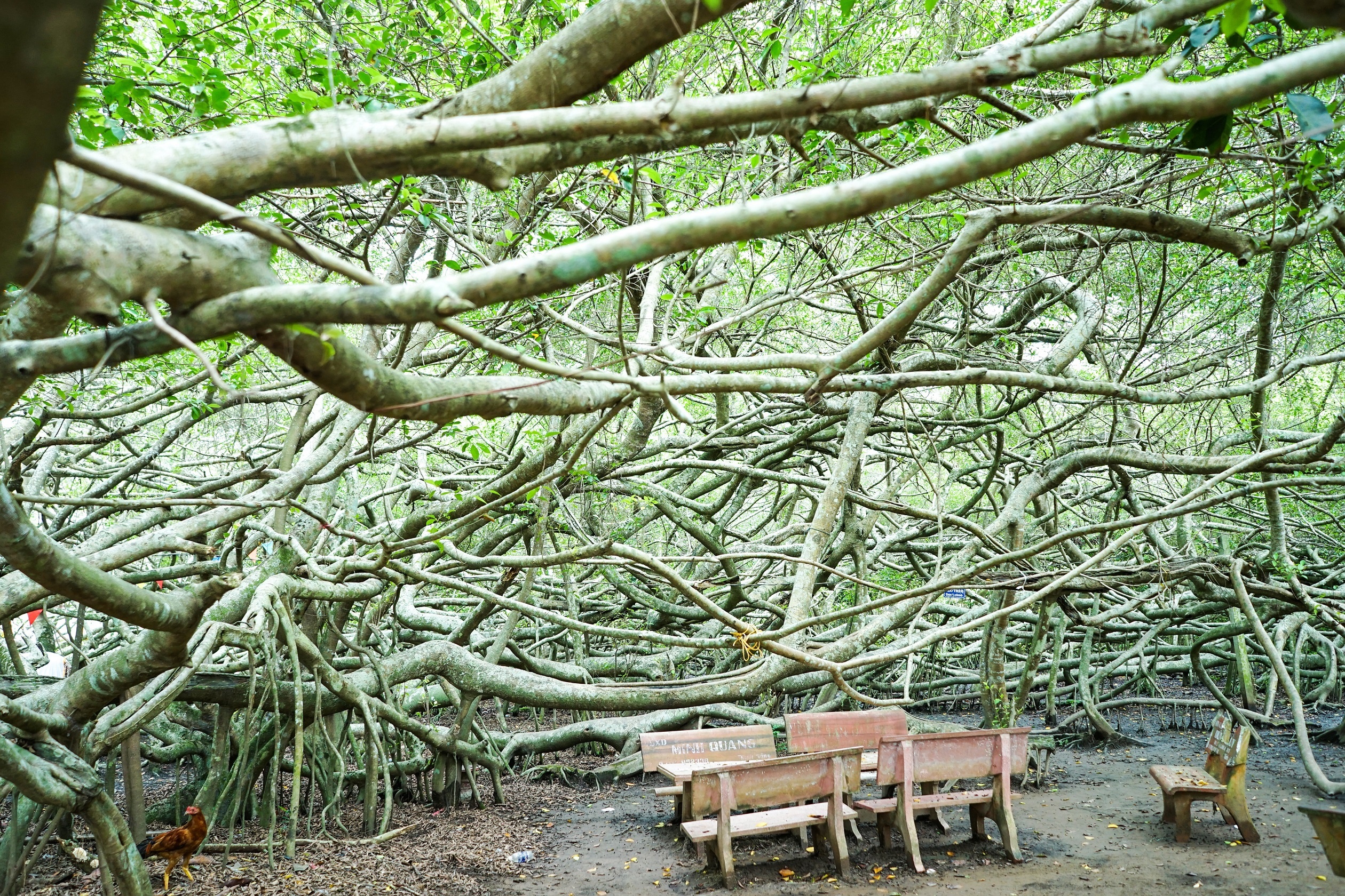 O dau co Gian Gua co thu doc nhat vo nhi? hinh anh