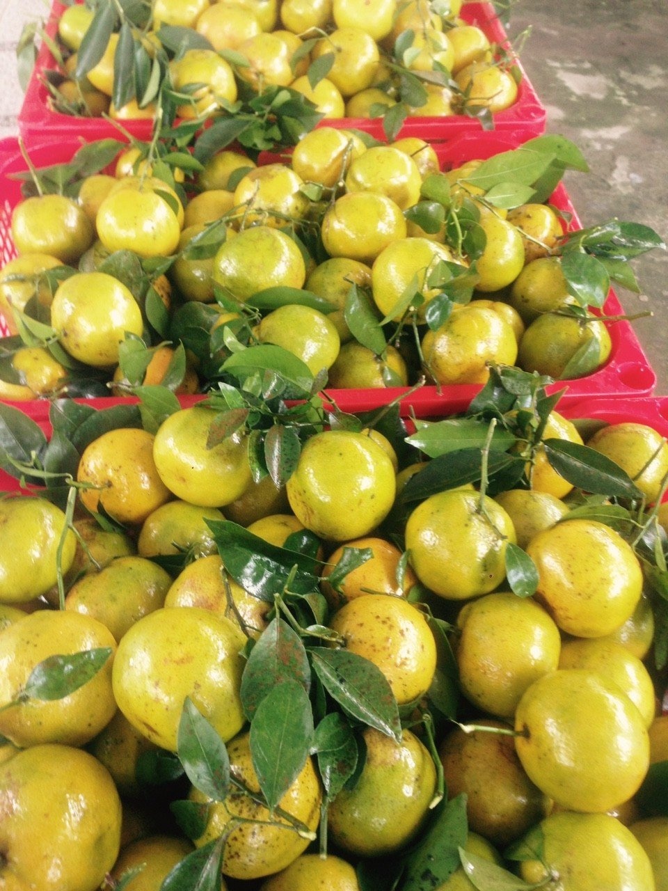 dot choai la gi anh 4