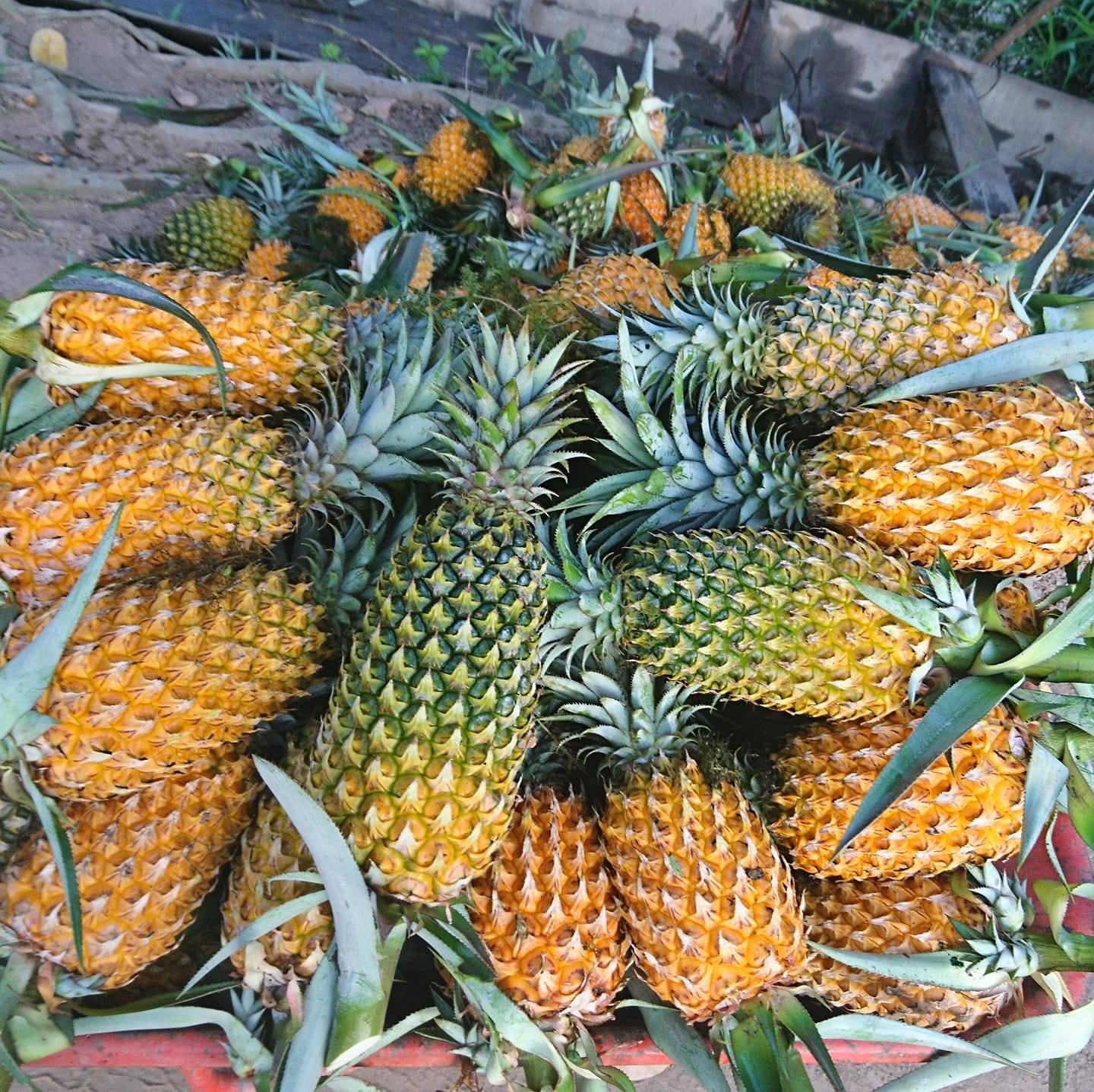 cu hu khom la gi anh 3