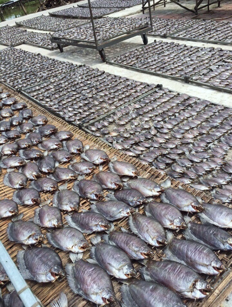 khô cá bổi cà mau ảnh 1 kho ca boi ca mau anh 1